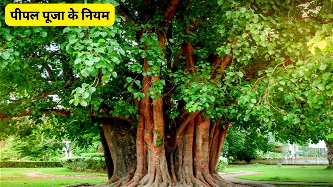 "पीपल के पेड़ की पूजा का महत्व: